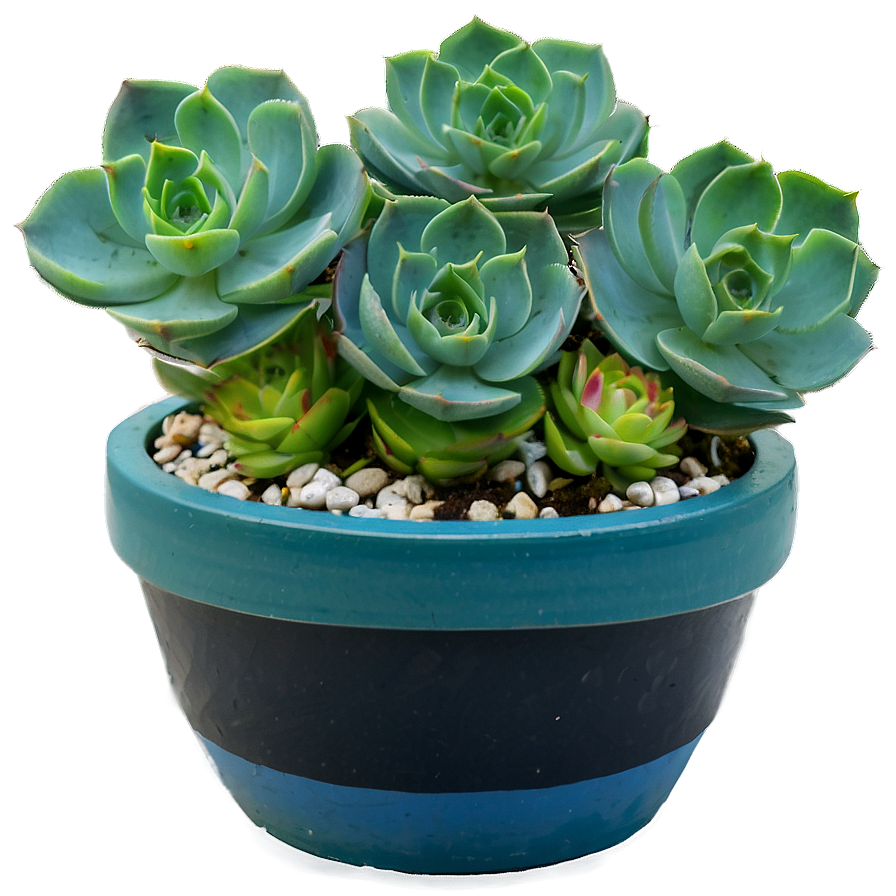 Succulent Care Tips Png 32 PNG