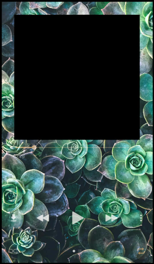 Succulent Frame Greenery Background PNG