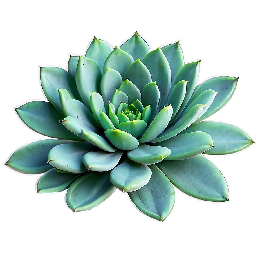 Download Succulent Illustration Png 24