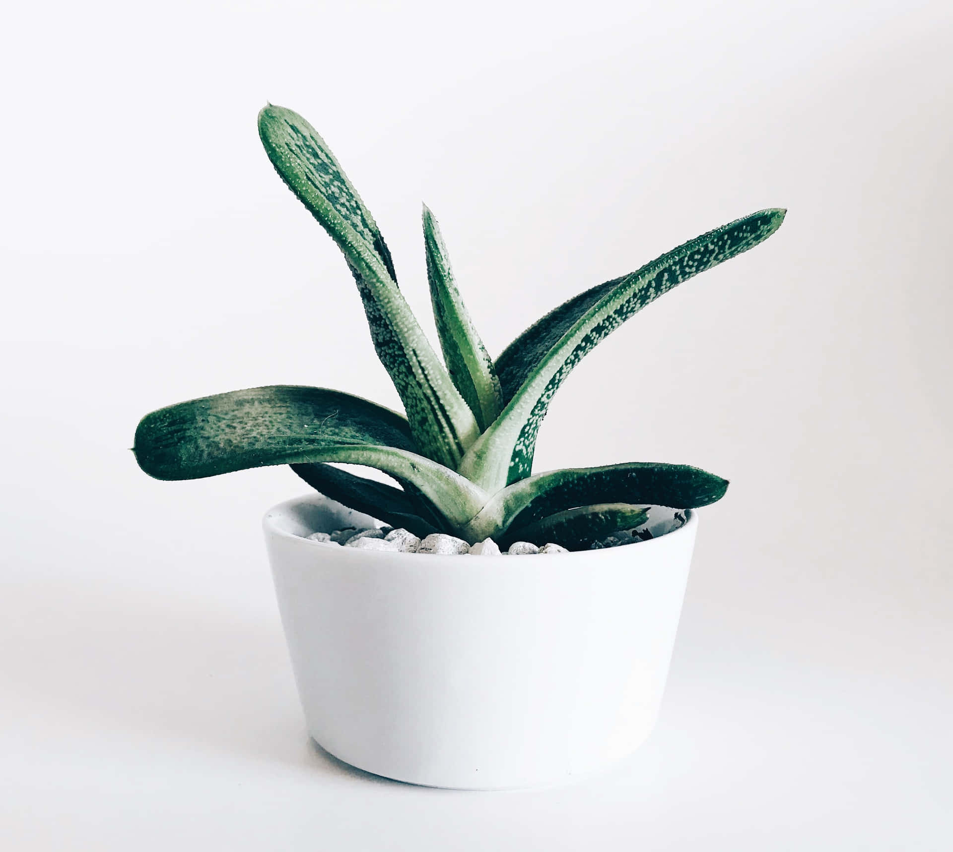 Succulent In White Pot Cute Plant Wallpaper