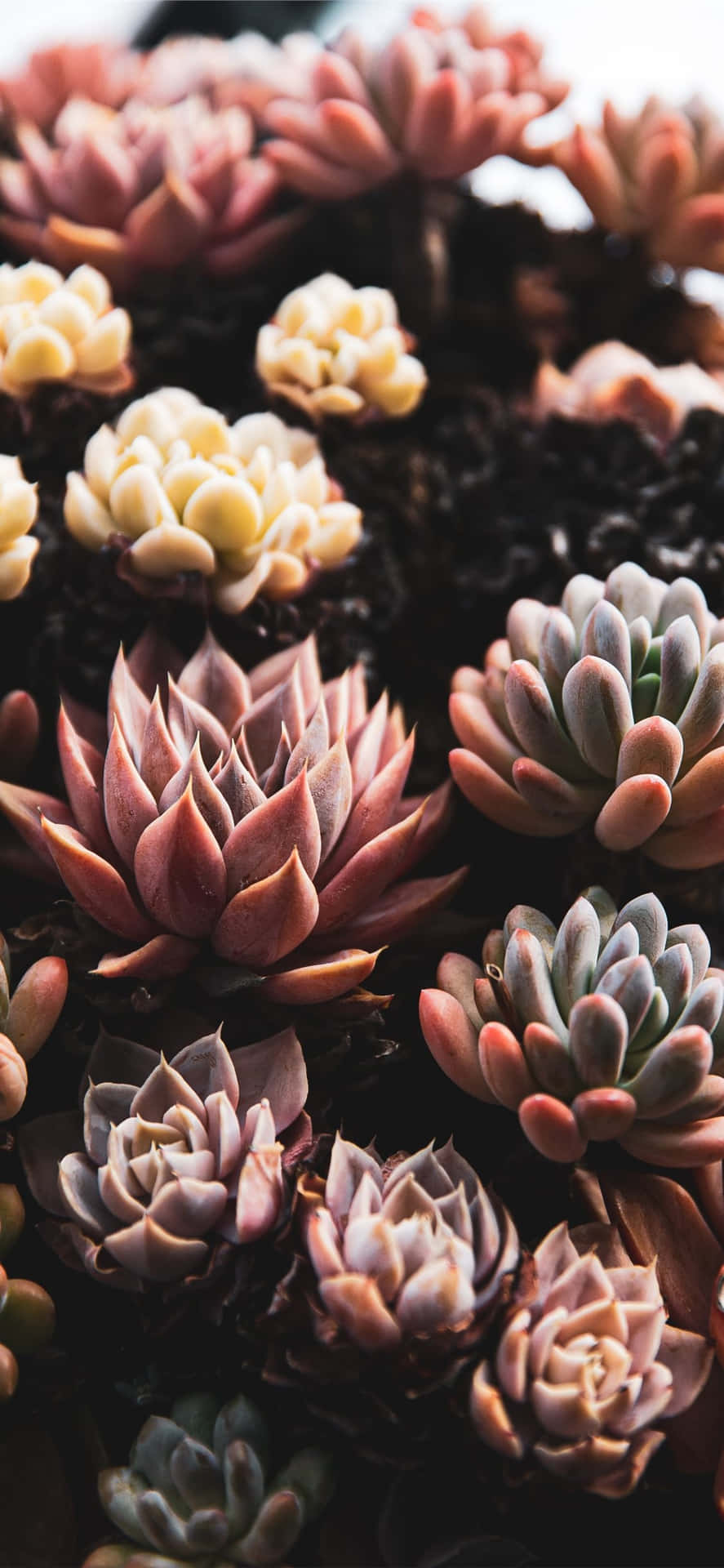 Care For Your Device With A Background Of Succulents Wallpaper