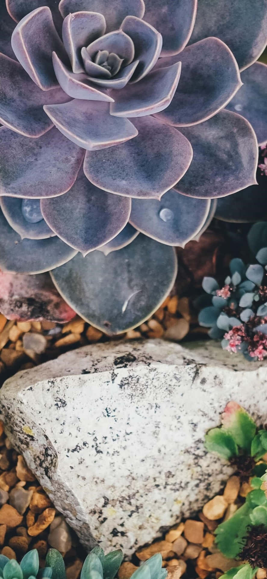 Rock And Succulent Iphone Garden Wallpaper