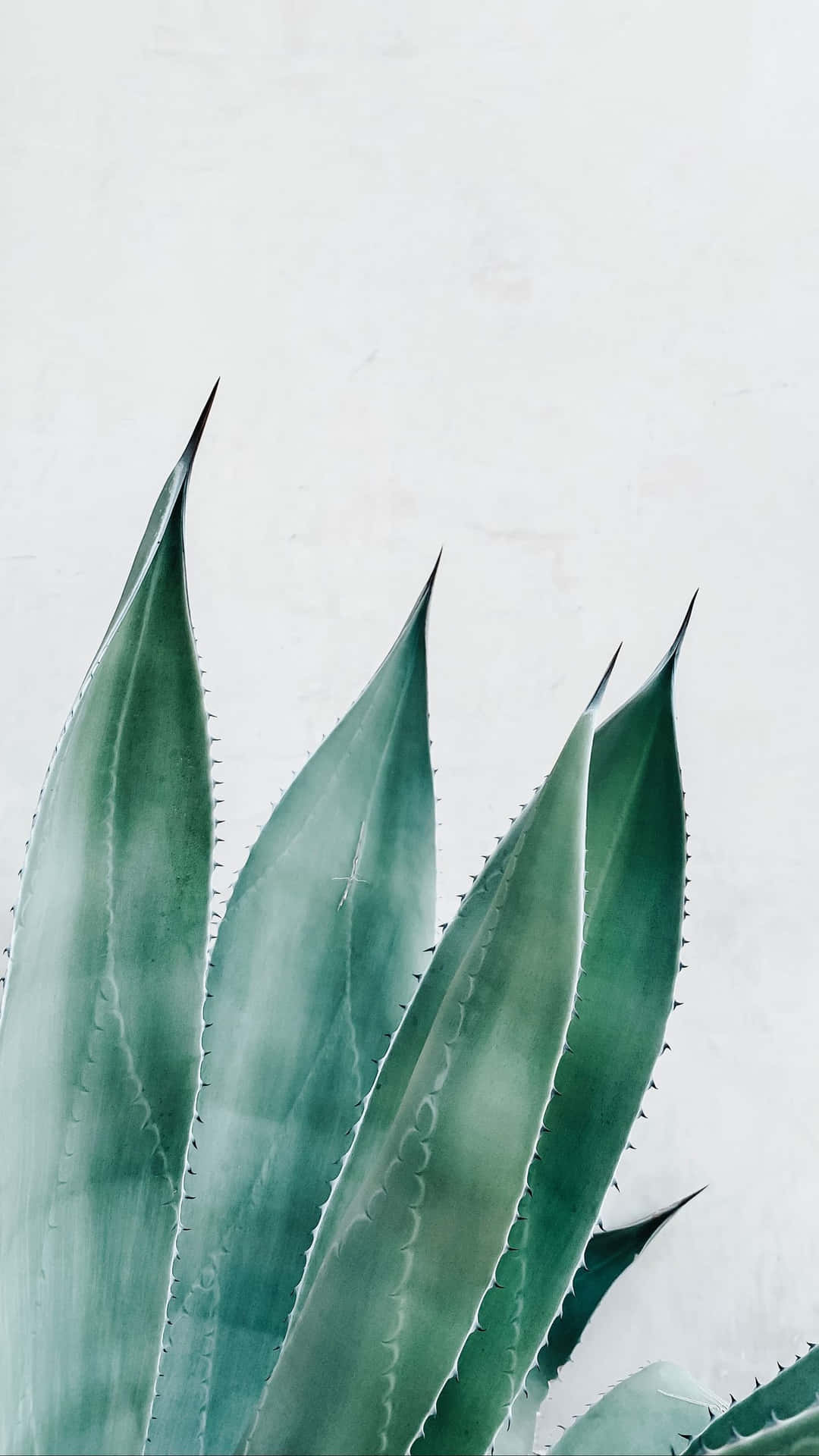 En Grøn Agave Plante Mod En Hvid Væg Wallpaper