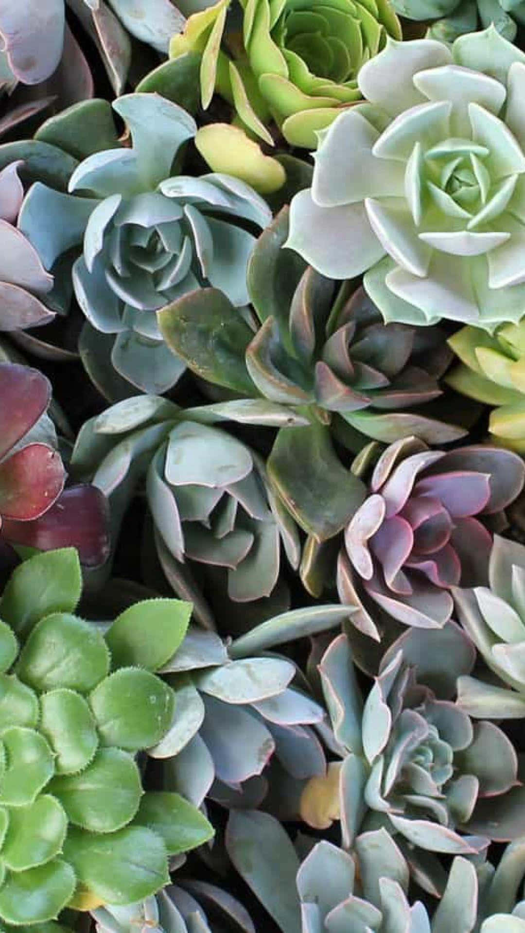 Succulent Iphone Different Colored Clusters Wallpaper
