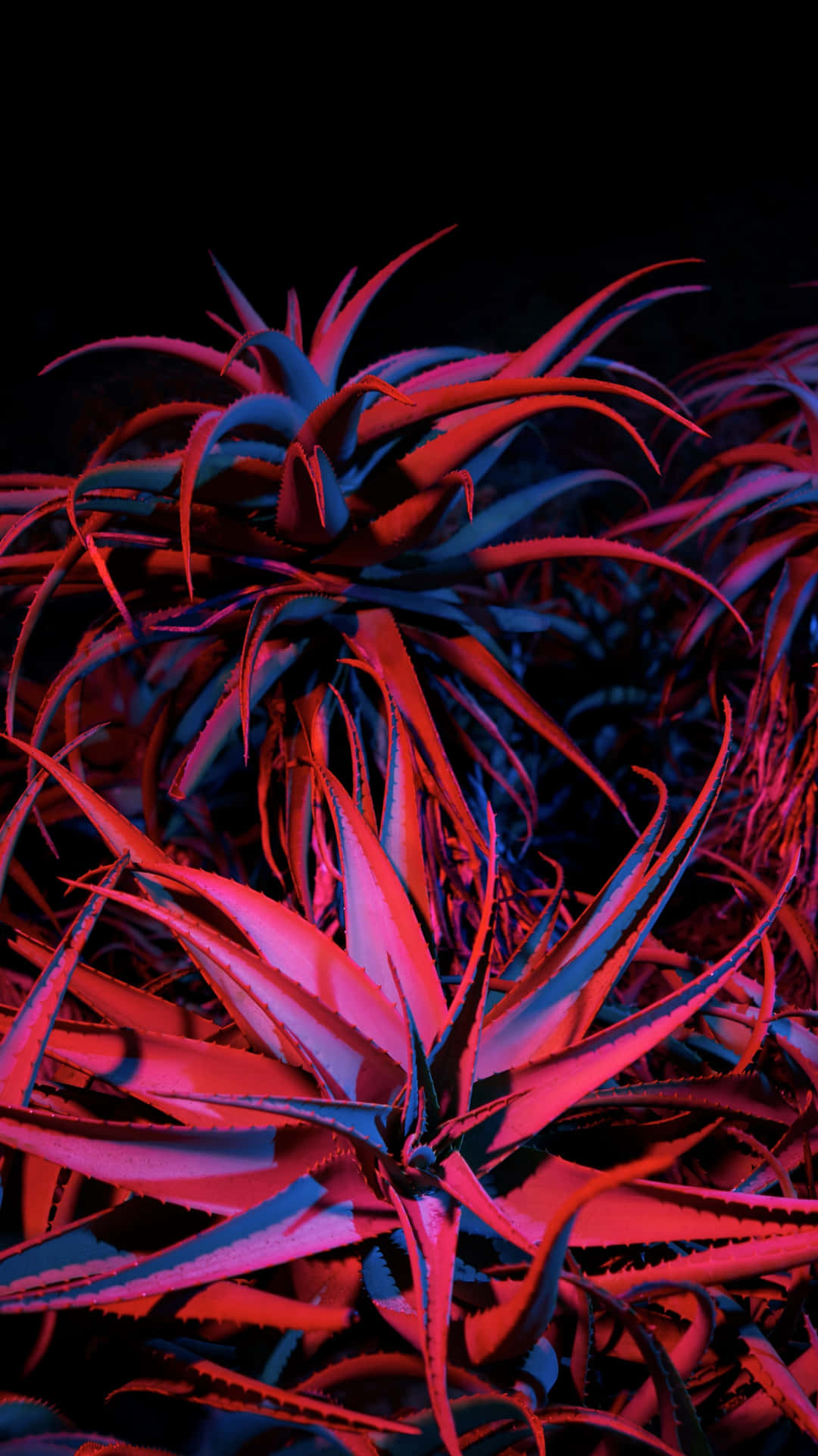 Red Succulent Iphone Black Background Wallpaper