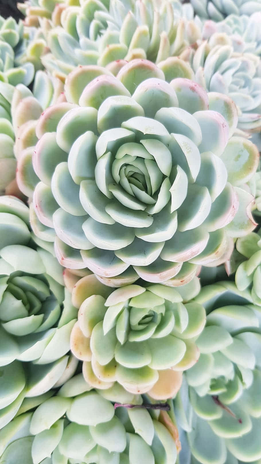 Unlock The Beauty Of Your Device With This Succulent Iphone Wallpaper. Wallpaper