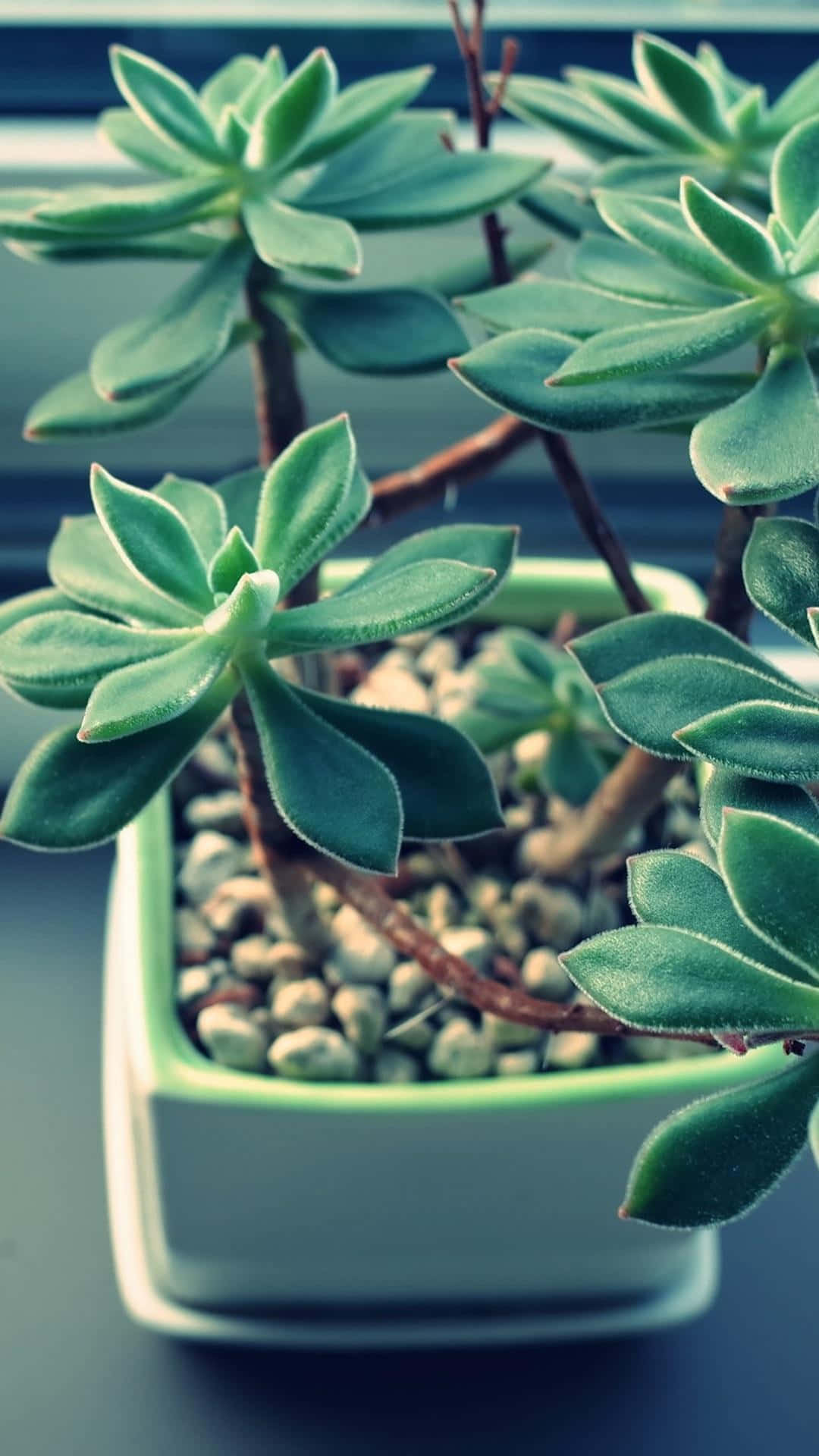 En Lille Potteplante Med Grønne Blade På Et Vindueskarm Wallpaper