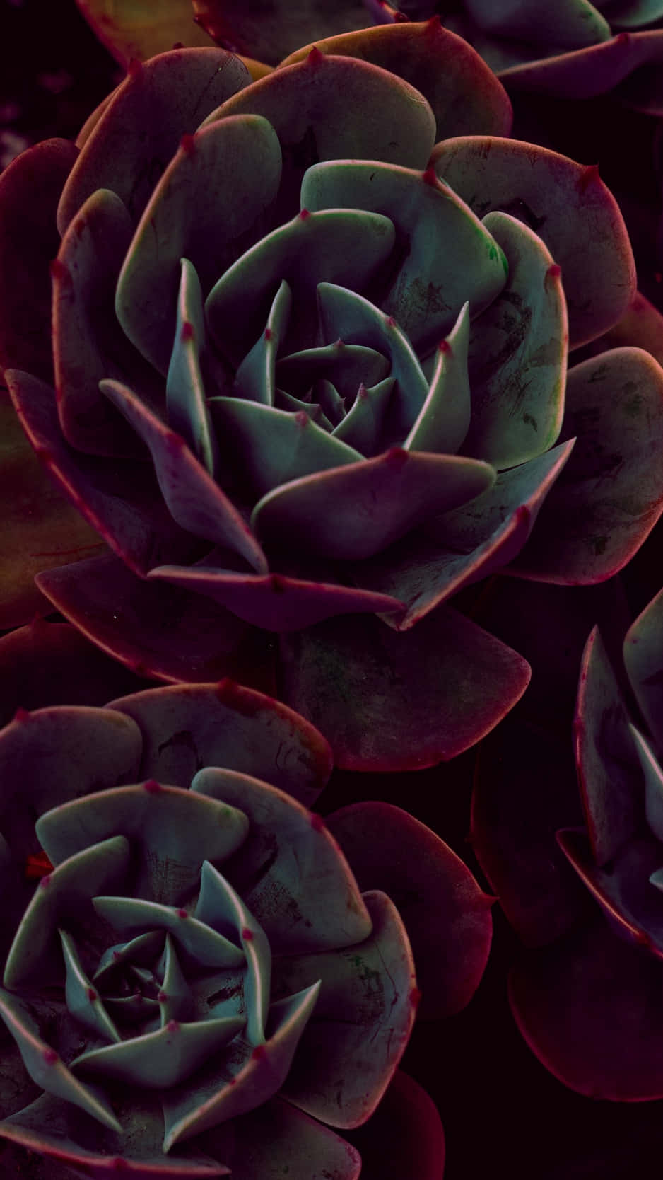 Succulent Iphone Red Close-up Wallpaper