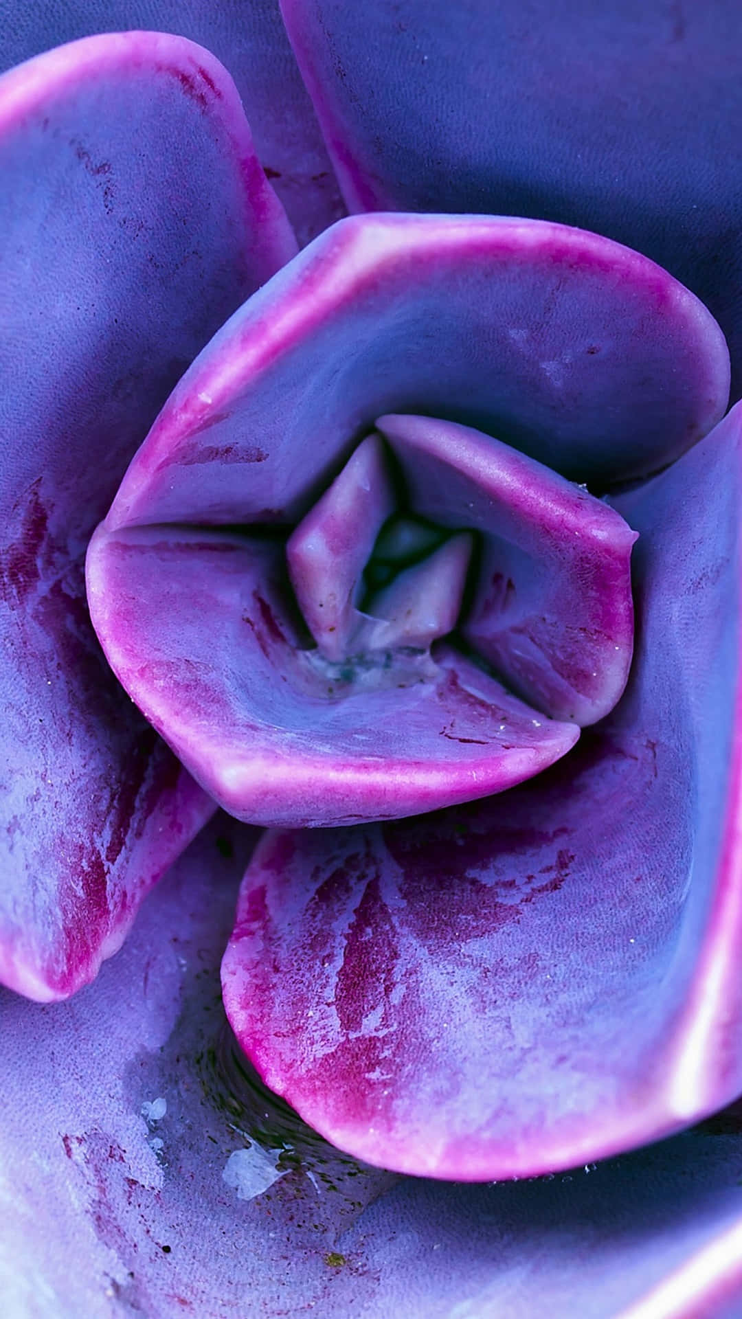 Intimodi Iphone Con Vista Ravvicinata Di Una Succulenta Viola. Sfondo