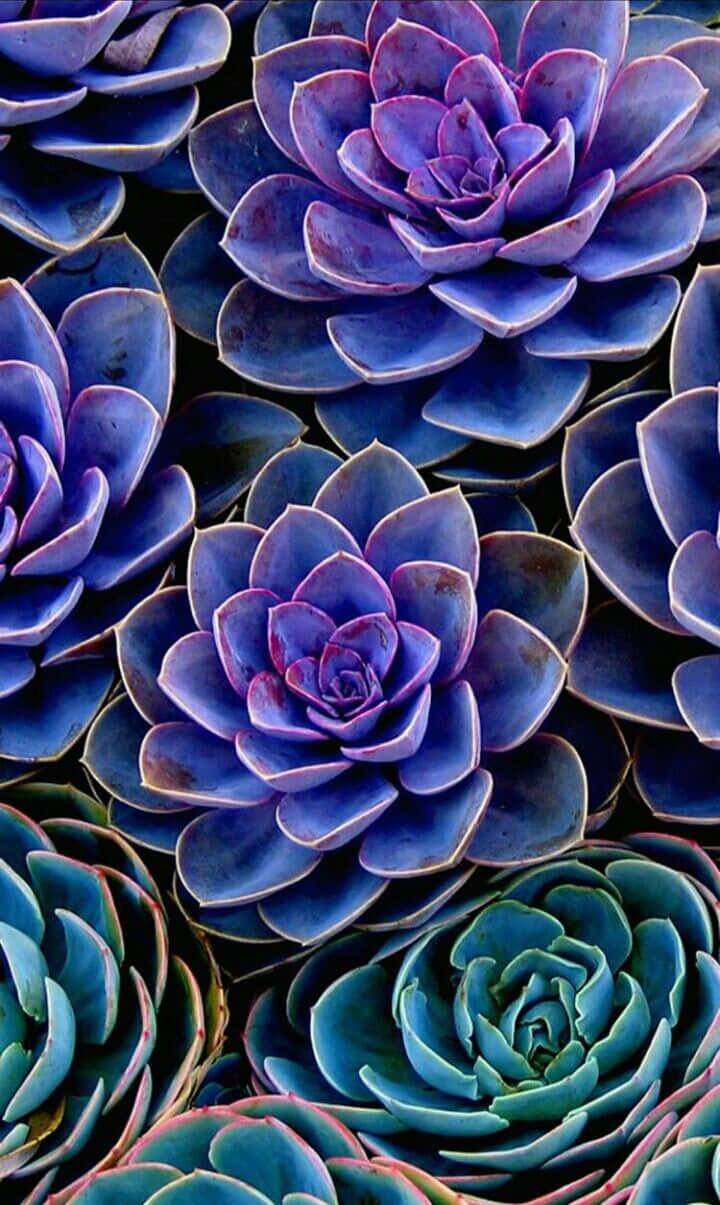 500 Succulents Pictures HD  Download Free Images on Unsplash