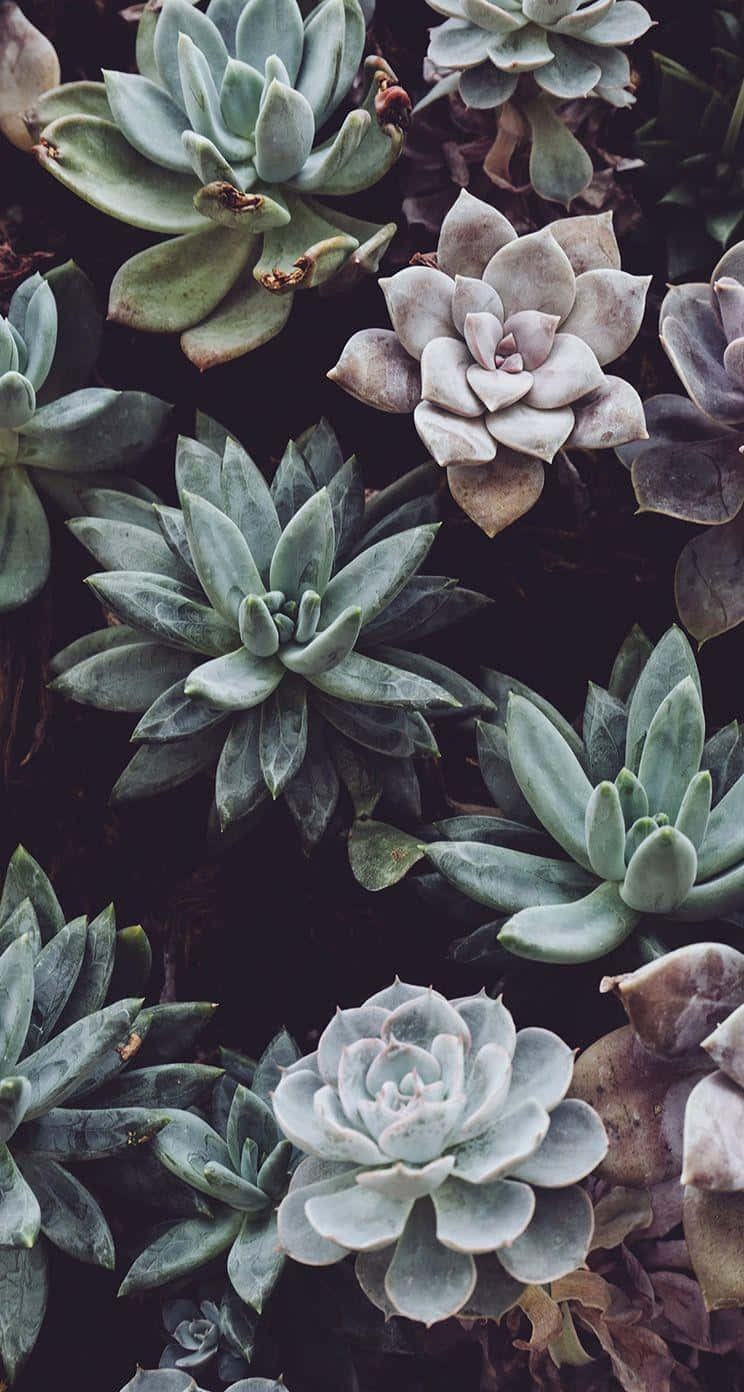 Erfrischensie Den Startbildschirm Ihres Telefons Mit Einer Lebendigen Sukkulentenpflanze! Wallpaper