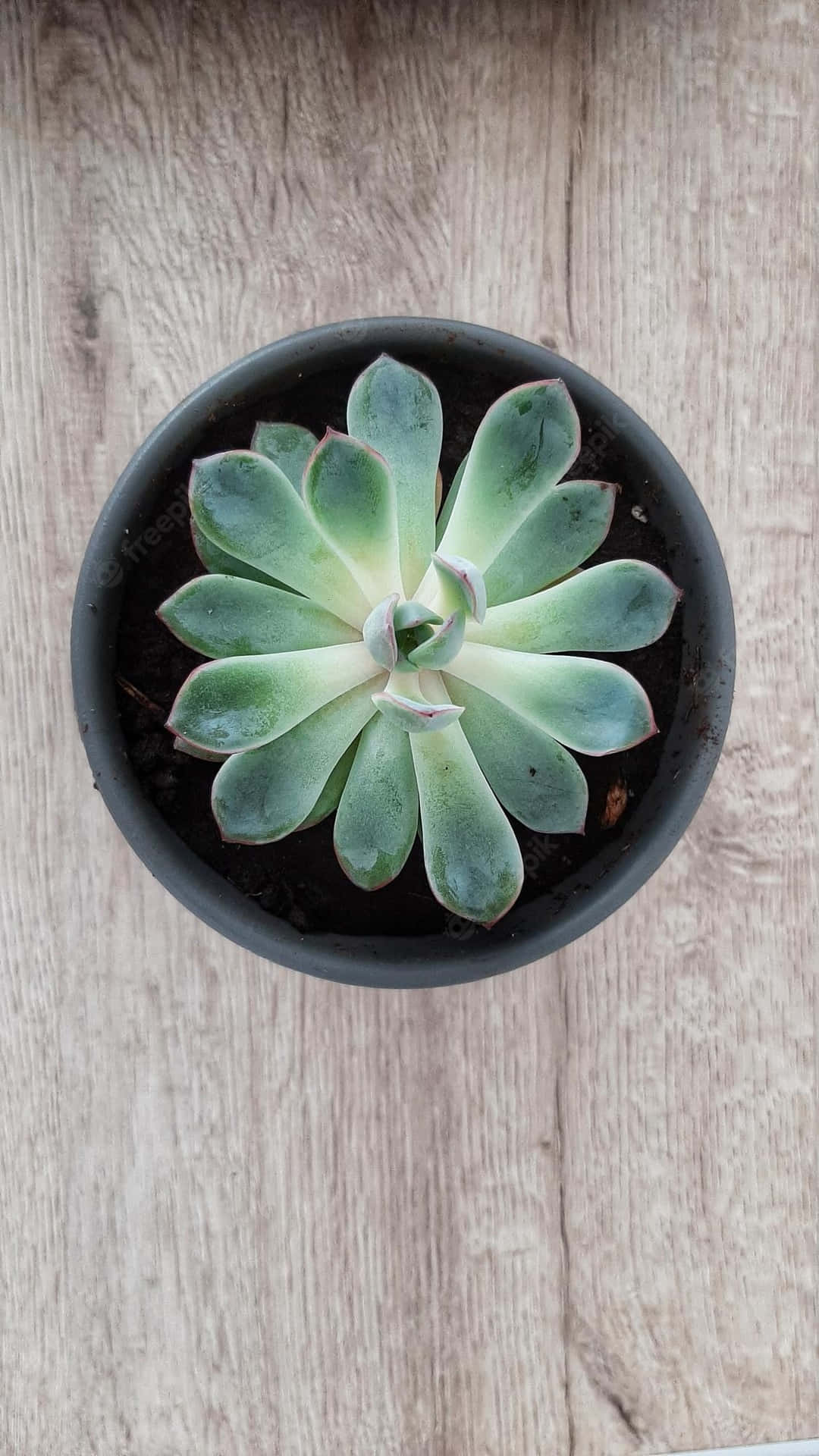 Add A Little Succulent Life To Your Iphone Wallpaper