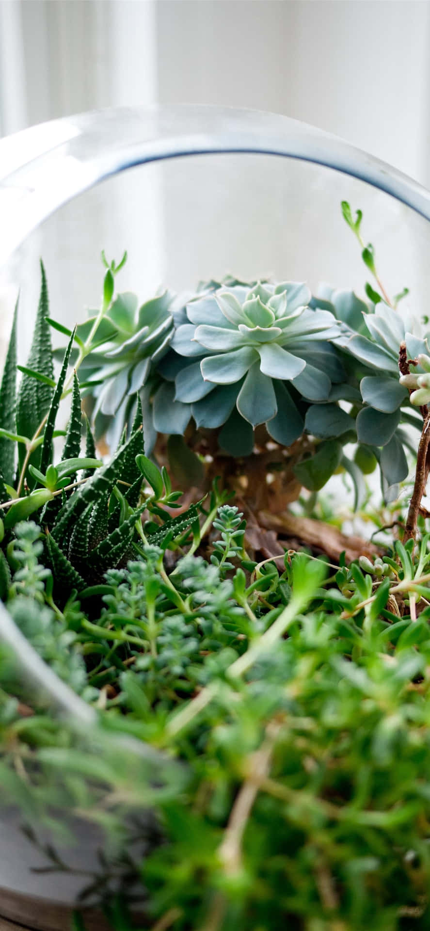 Unlock Natural Beauty With A Succulent Iphone Wallpaper