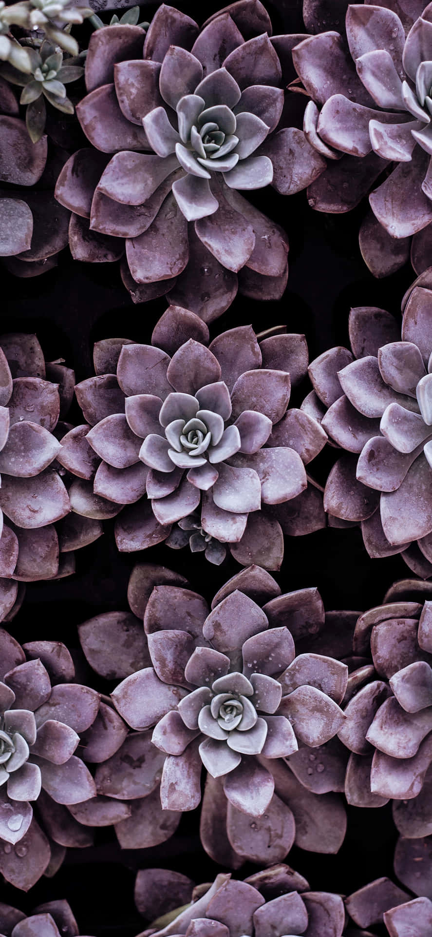 Purple Succulent Iphone Gardening Wallpaper
