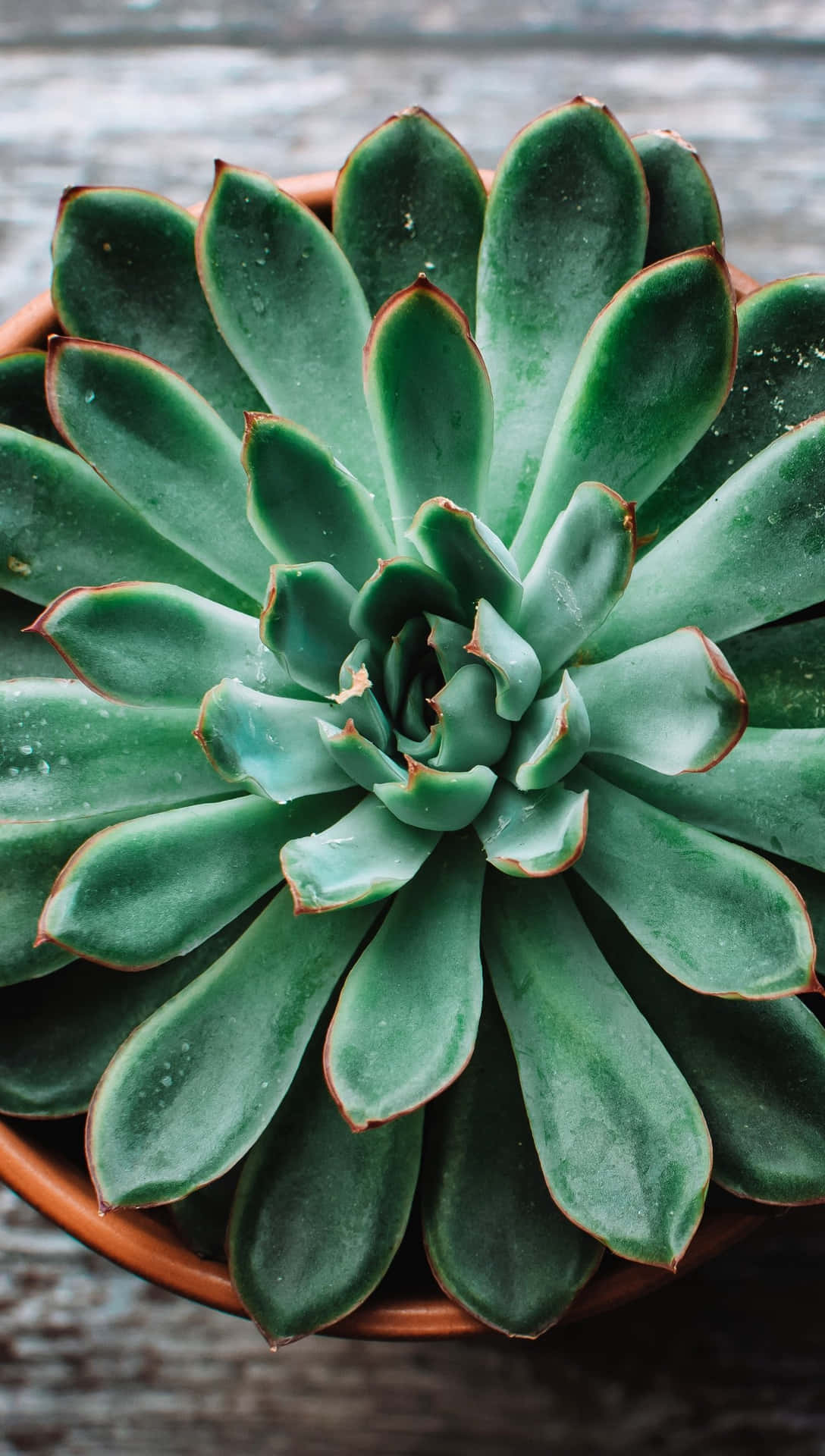Break Up The Monotony Of Your Workday With A Vibrant Succulent Iphone Wallpaper. Wallpaper