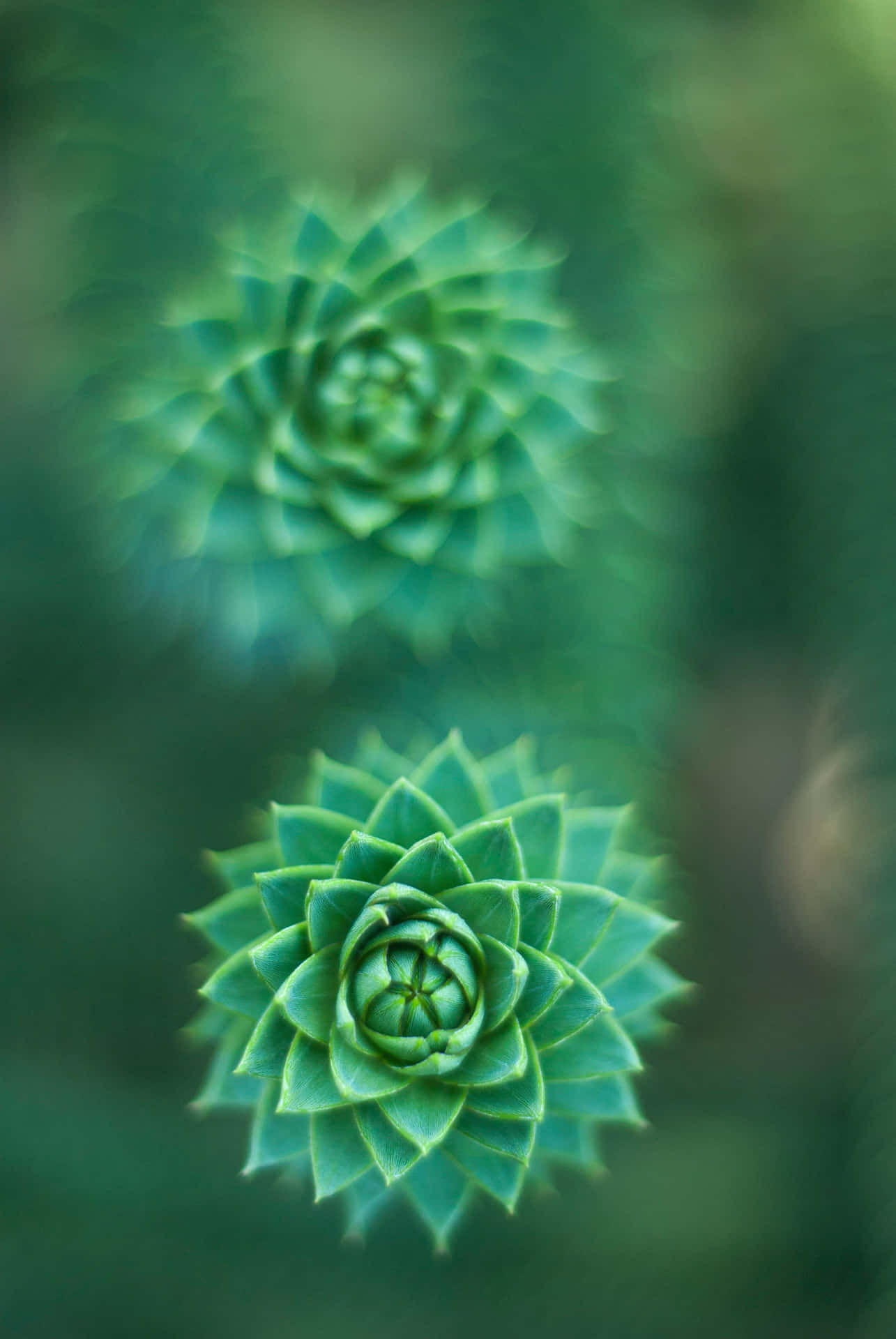 Two Small Green Succulent Iphone Wallpaper