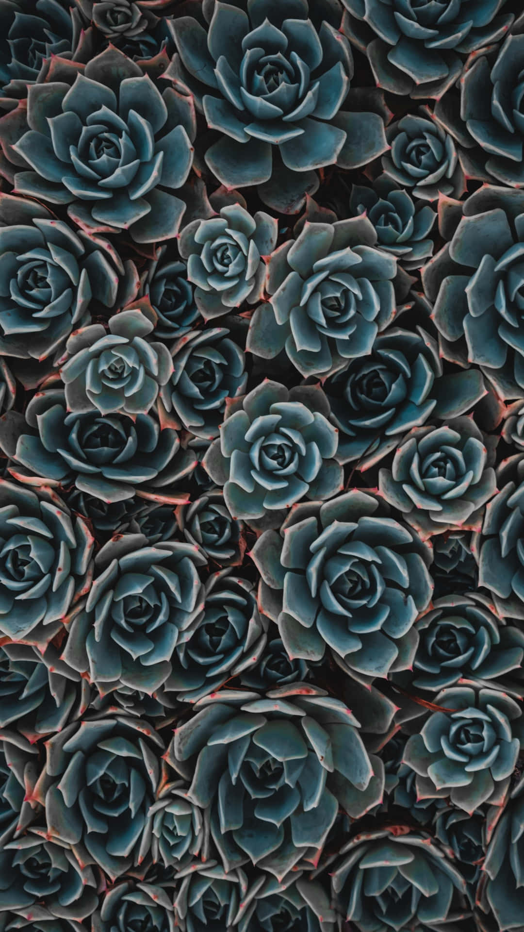 Refresh Your Phone's Wallpaper With This Succulent Rose Iphone Background Wallpaper