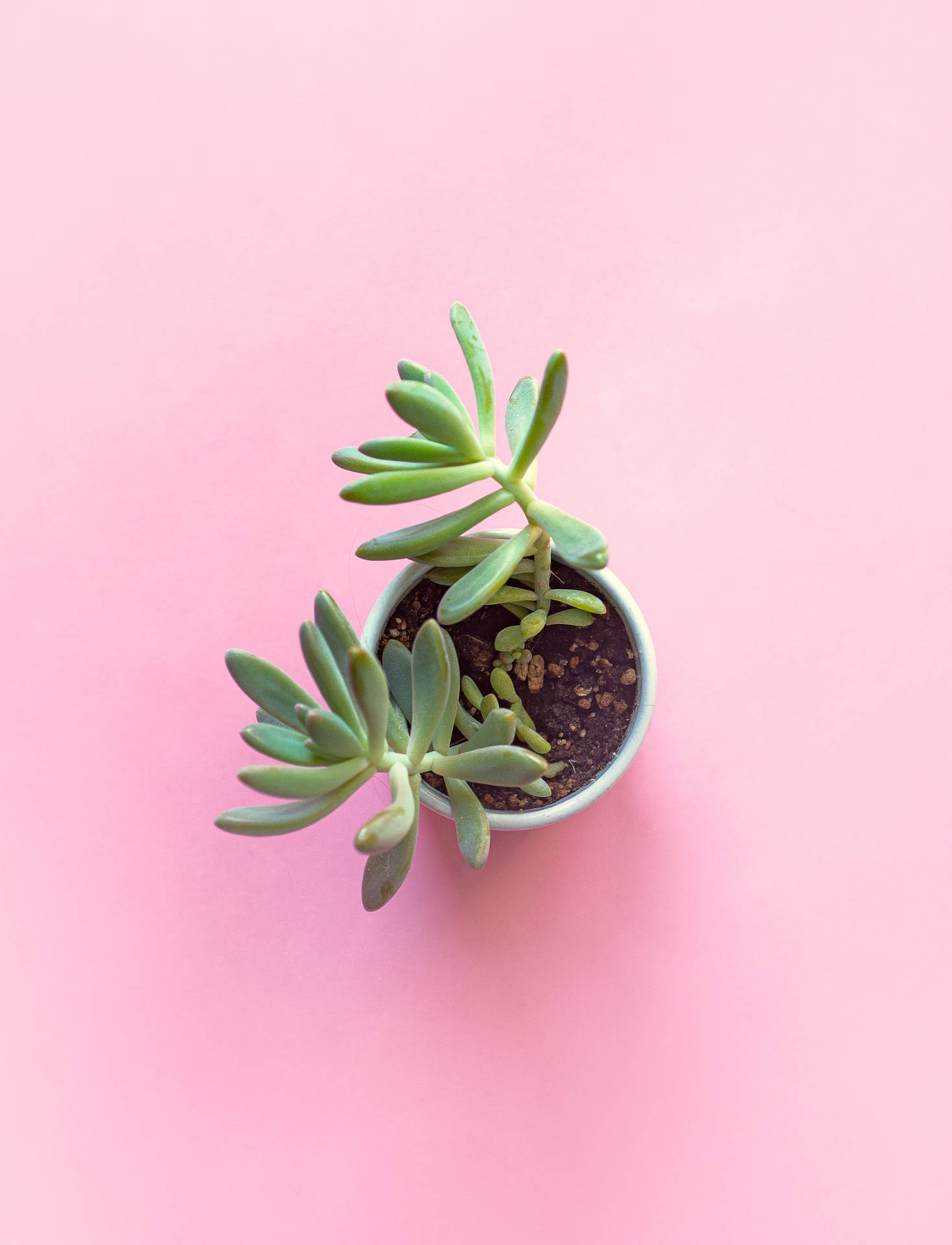 Succulent On Pastel Pink Color Table Wallpaper