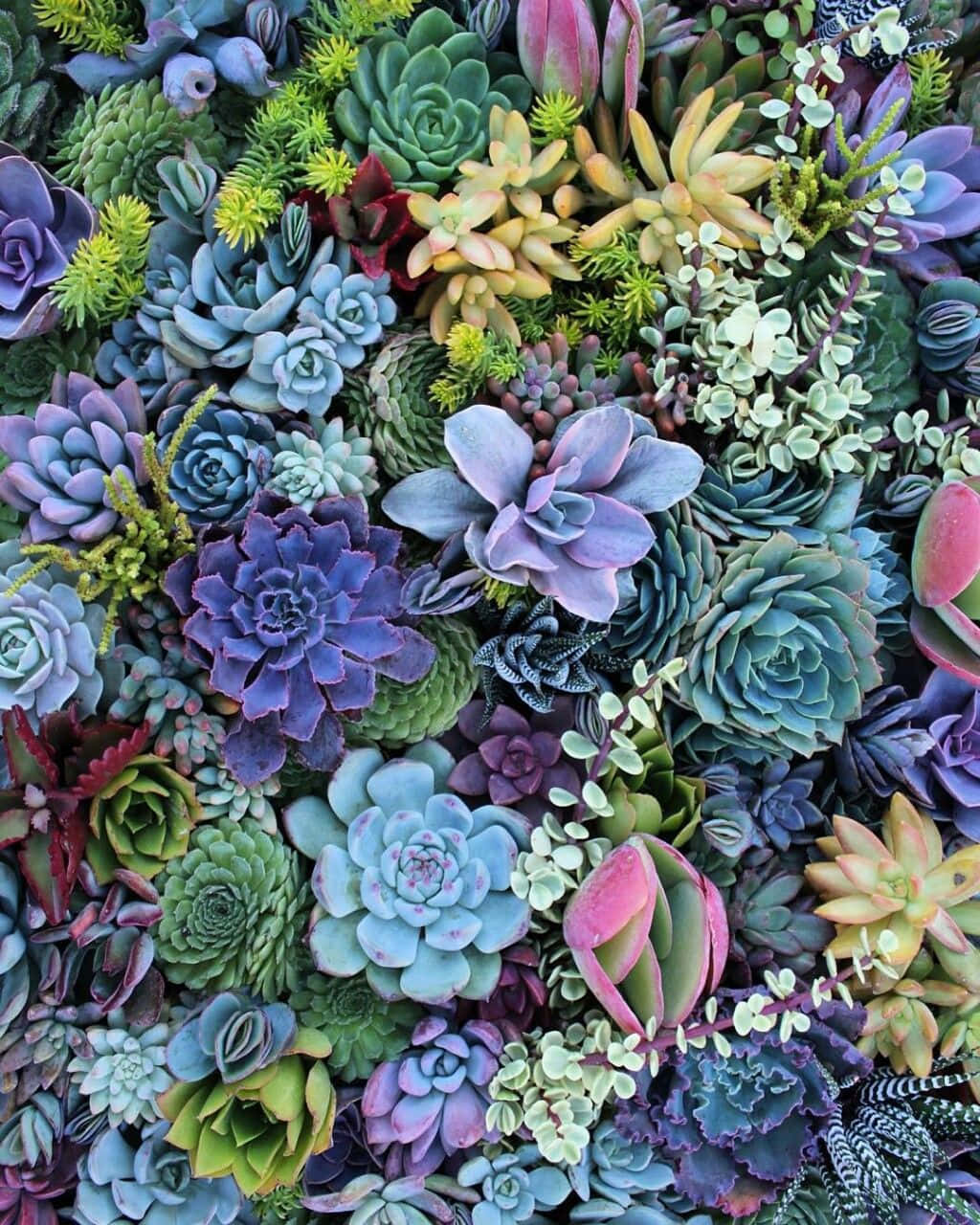 Multicolored Succulent Garden Picture