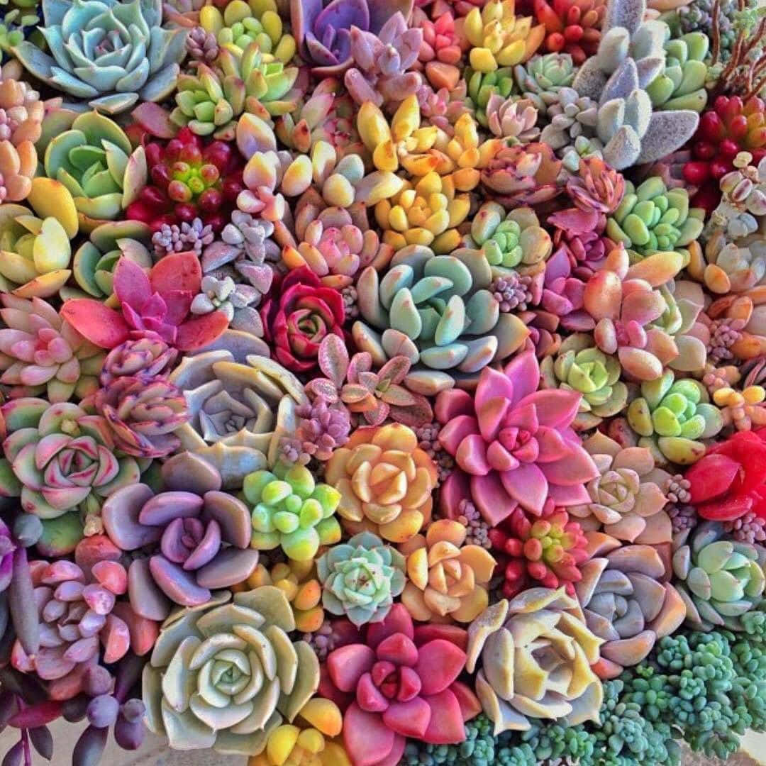 Lovely Succulent Garden Picture