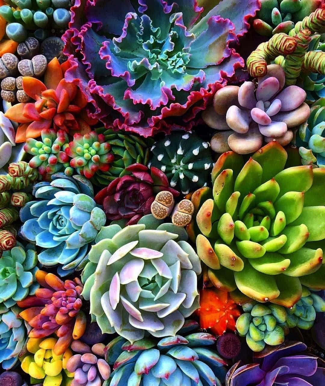 Colorful Succulent Plants Picture