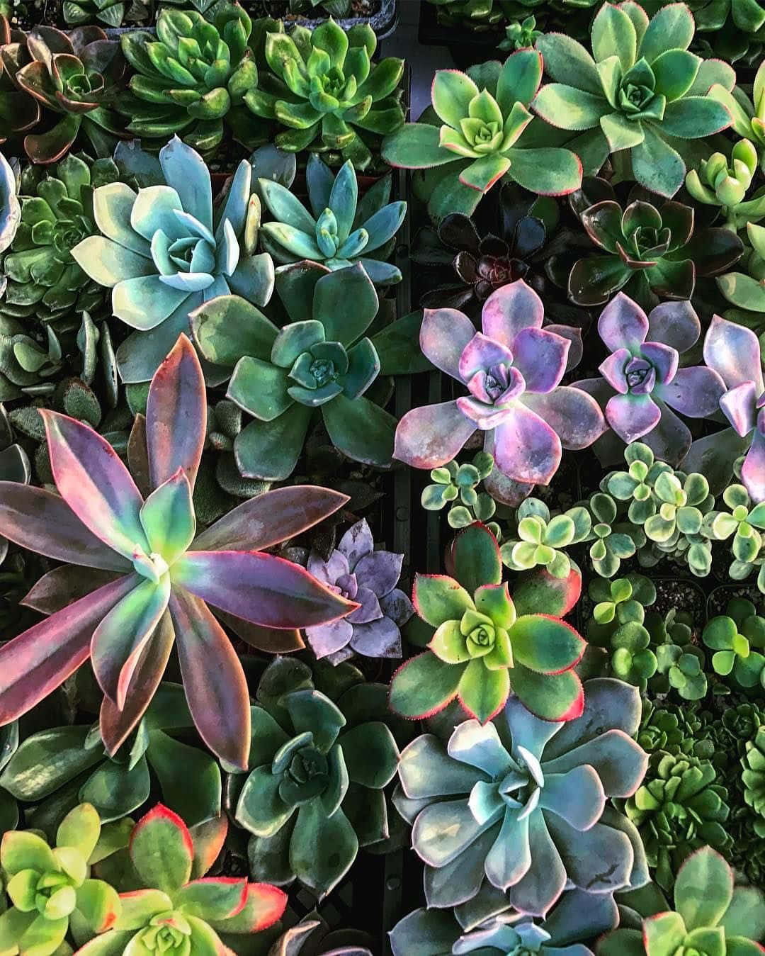 Succulent Plants Shining In Daylight Picture