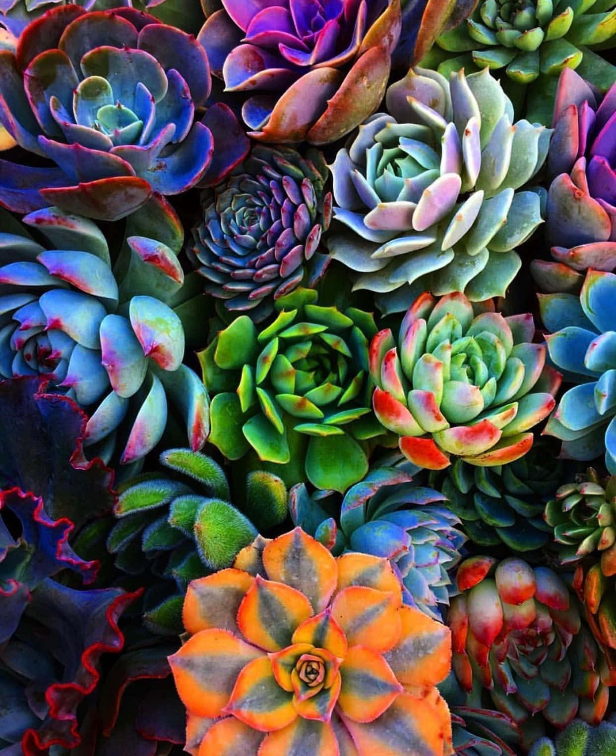 Immaginedi Piante Succulente Color Neon