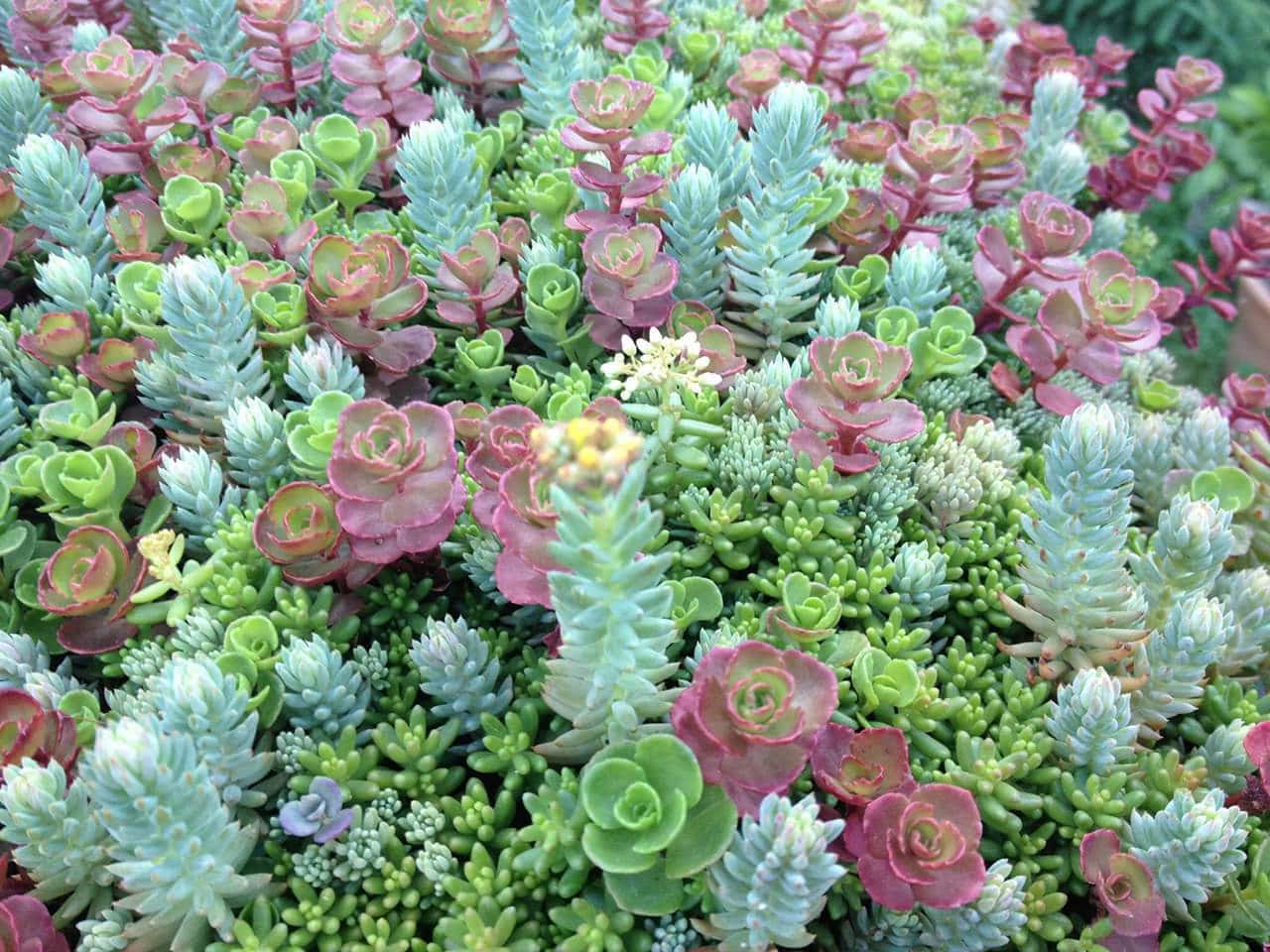 Immaginedi Un Delicato Giardino Di Succulente.