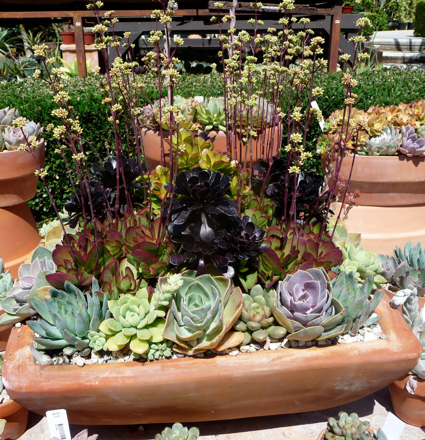 Creatively Decorated Succulent Plants Picture