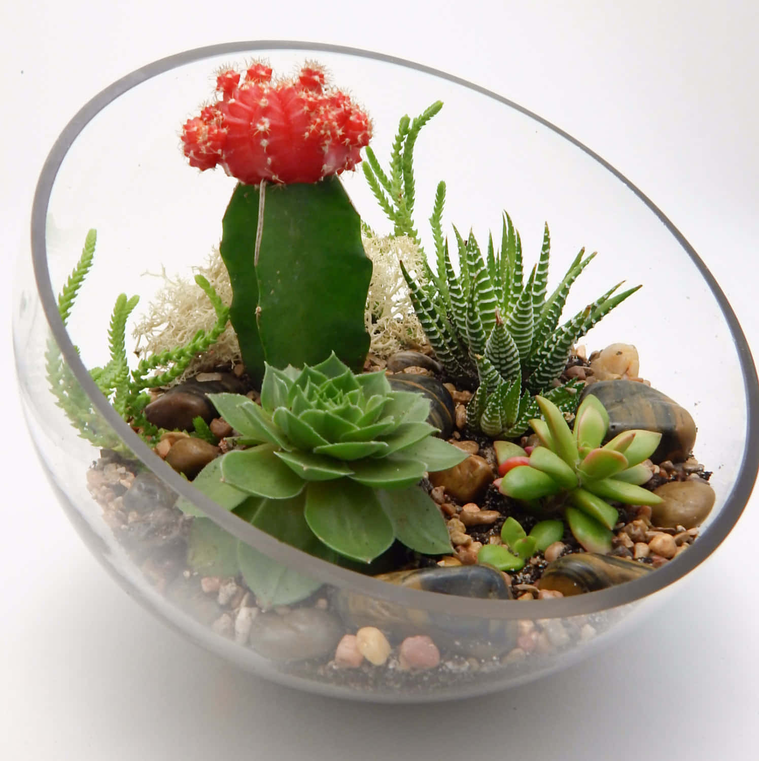 Glass Potted Succulent Plants Picture