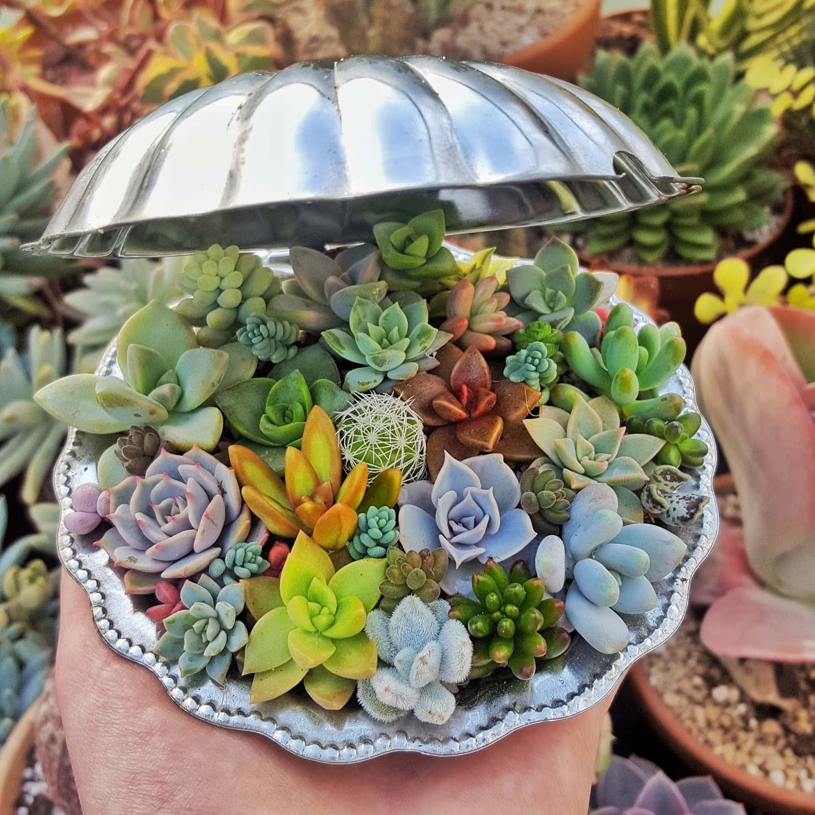 Succulent In Silver Container Picture