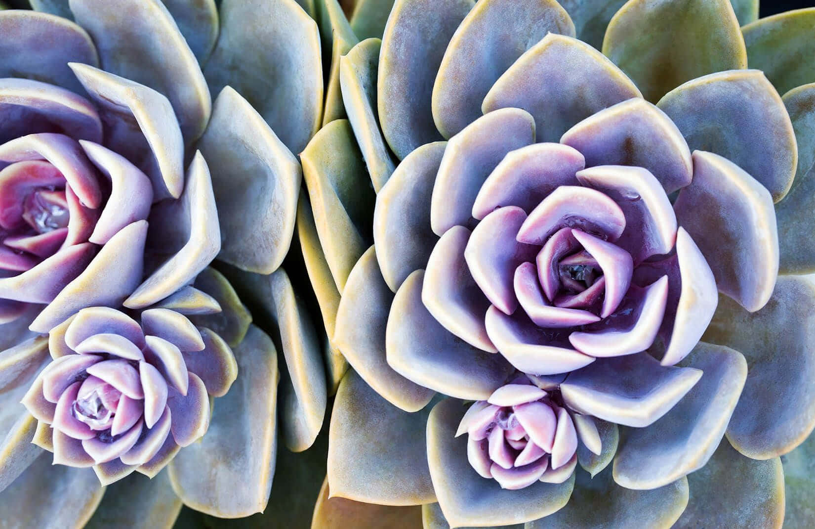 Blue And Purple Succulent Plant Picture