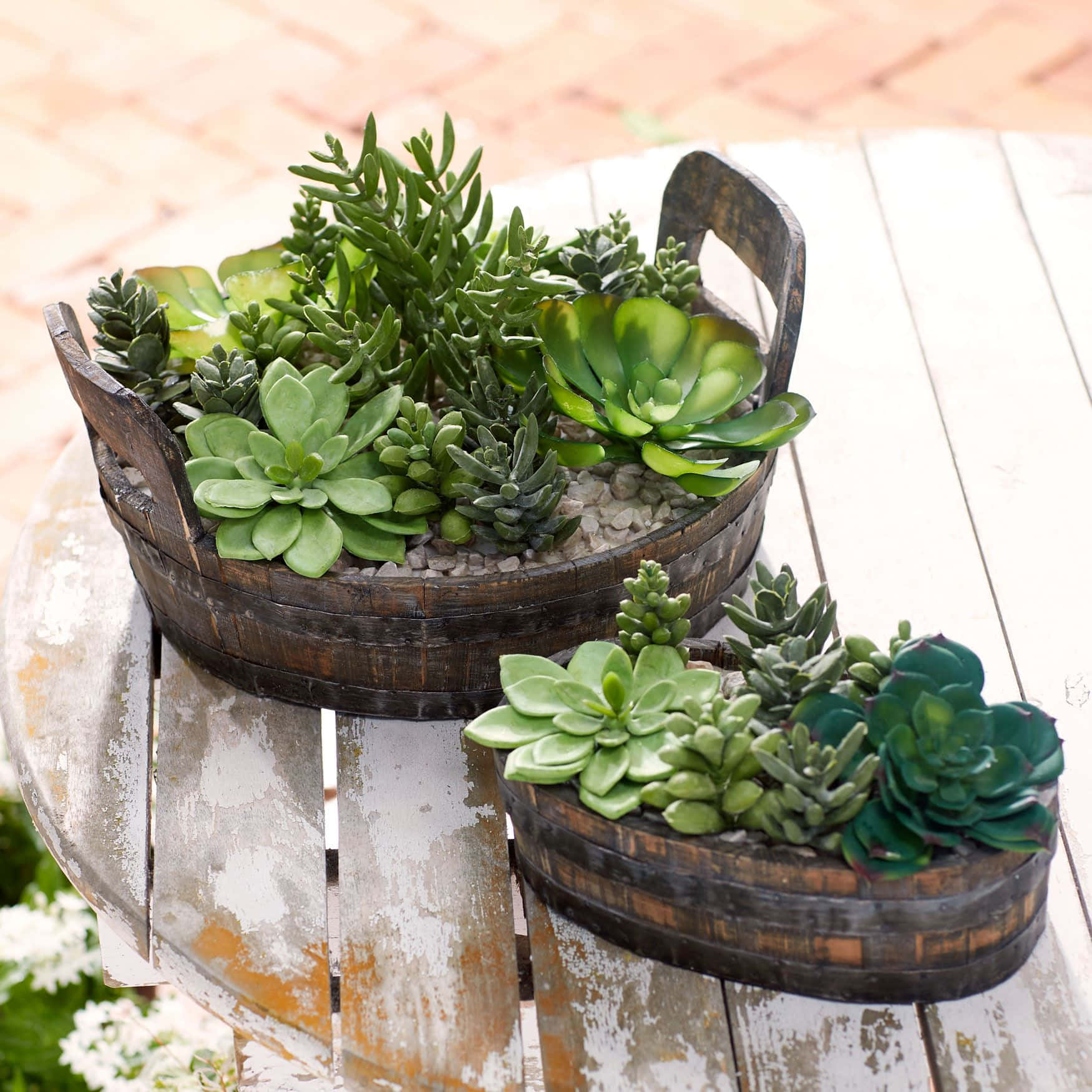 Succulent Basket Arrangement Picture