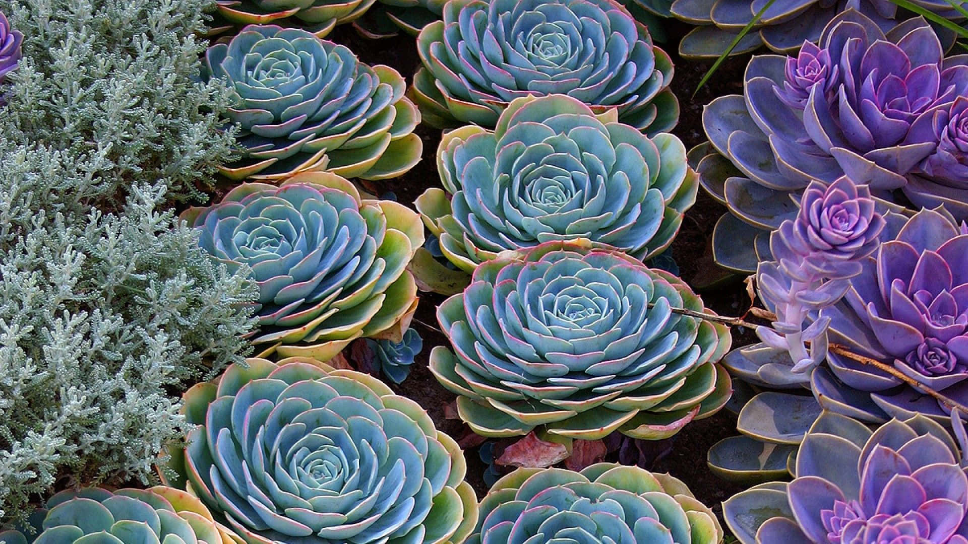 Grönoch Blå Bild Av Saftiga Växter