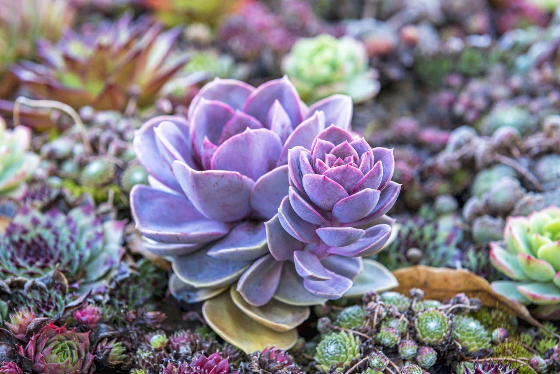 Purple Succulent Flower Picture