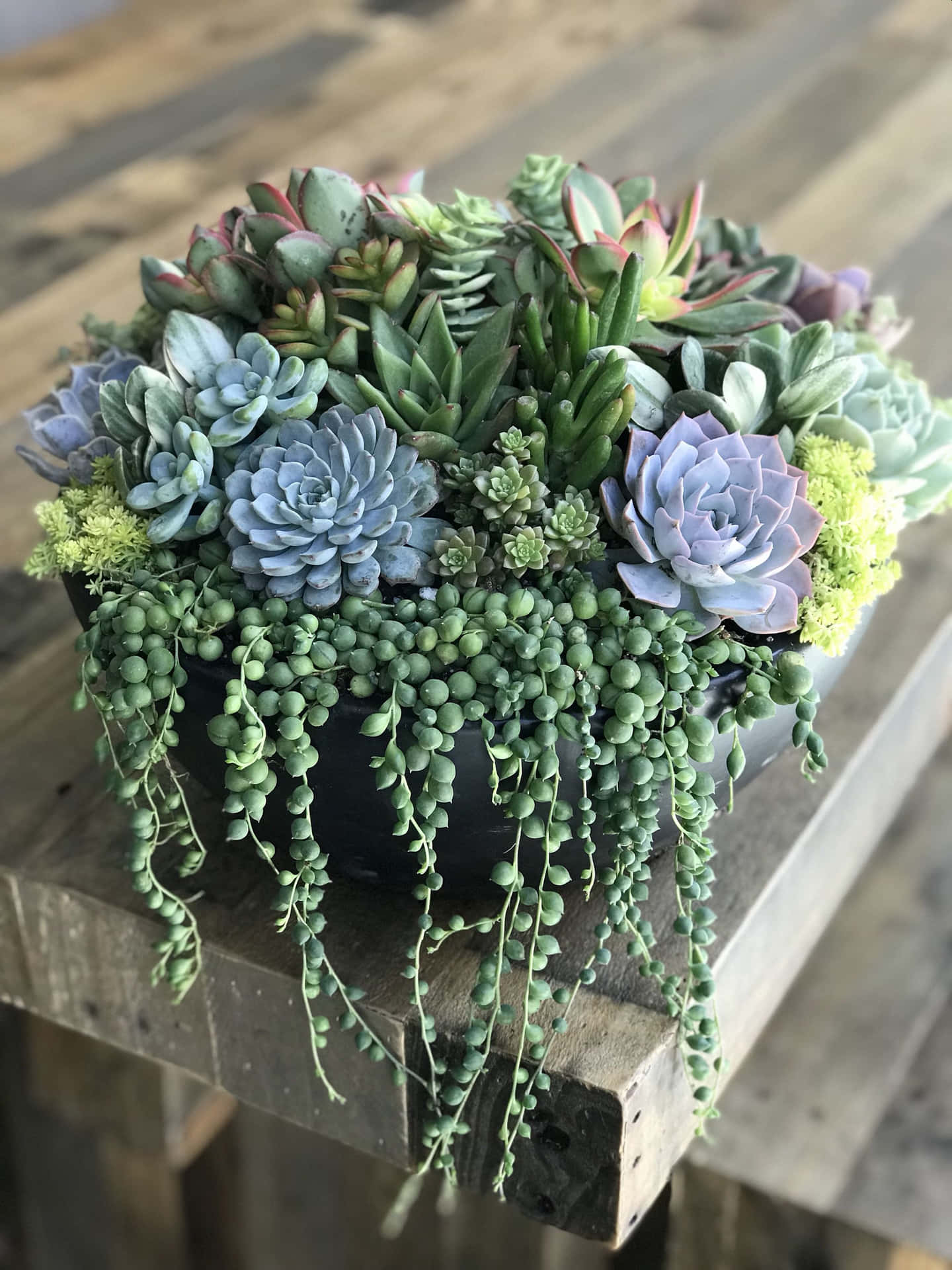 A Large Arrangement Of Succulents On A Wooden Table