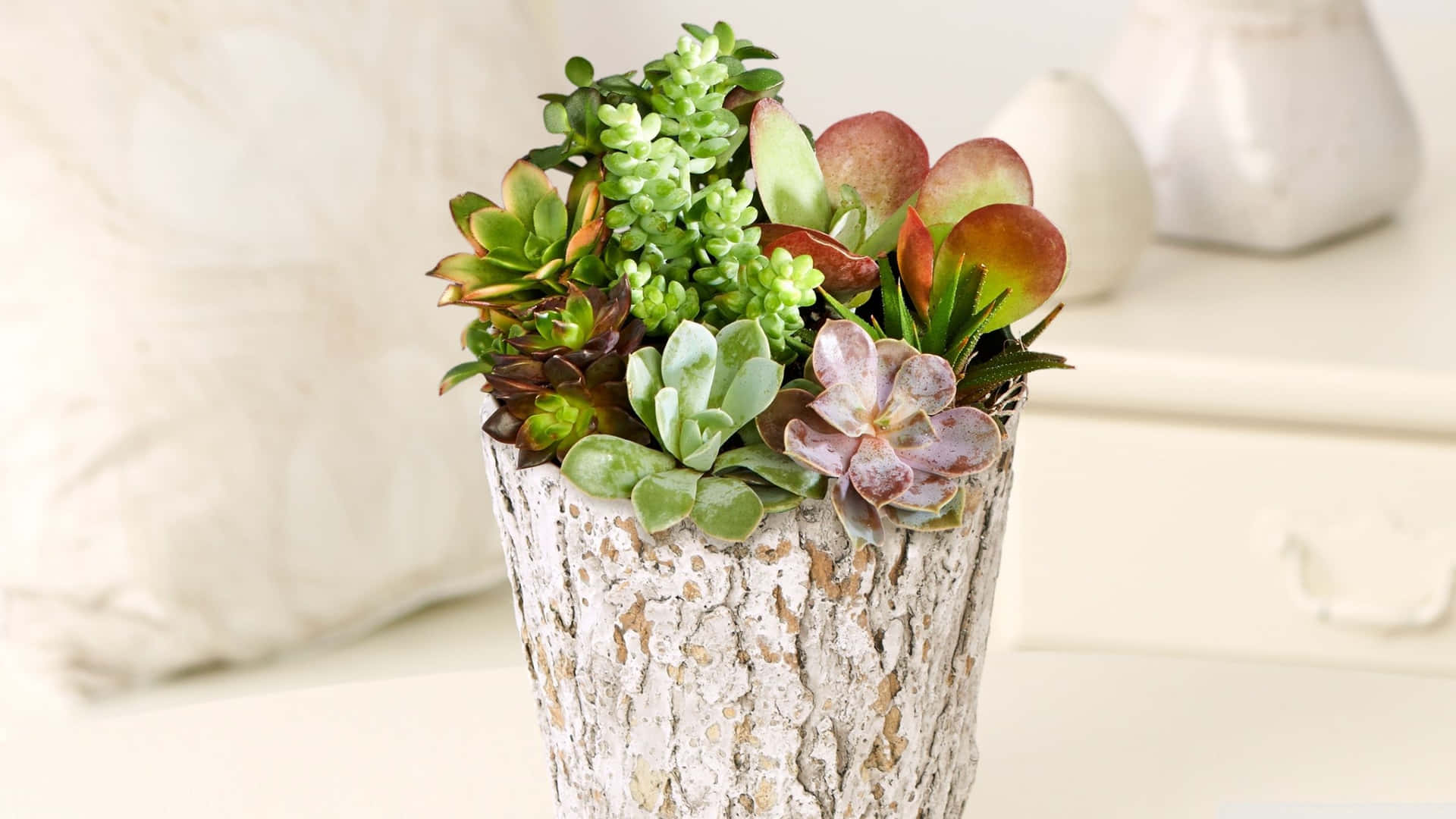 Succulent Plants Wooden Potted Picture