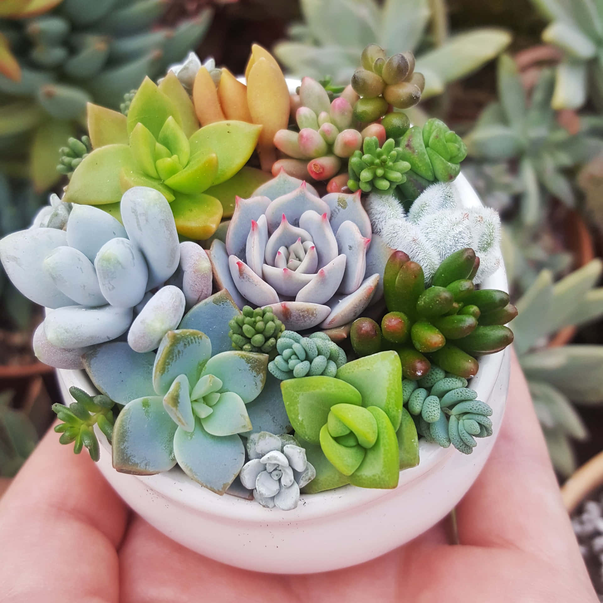 Mini Succulent Vase Picture