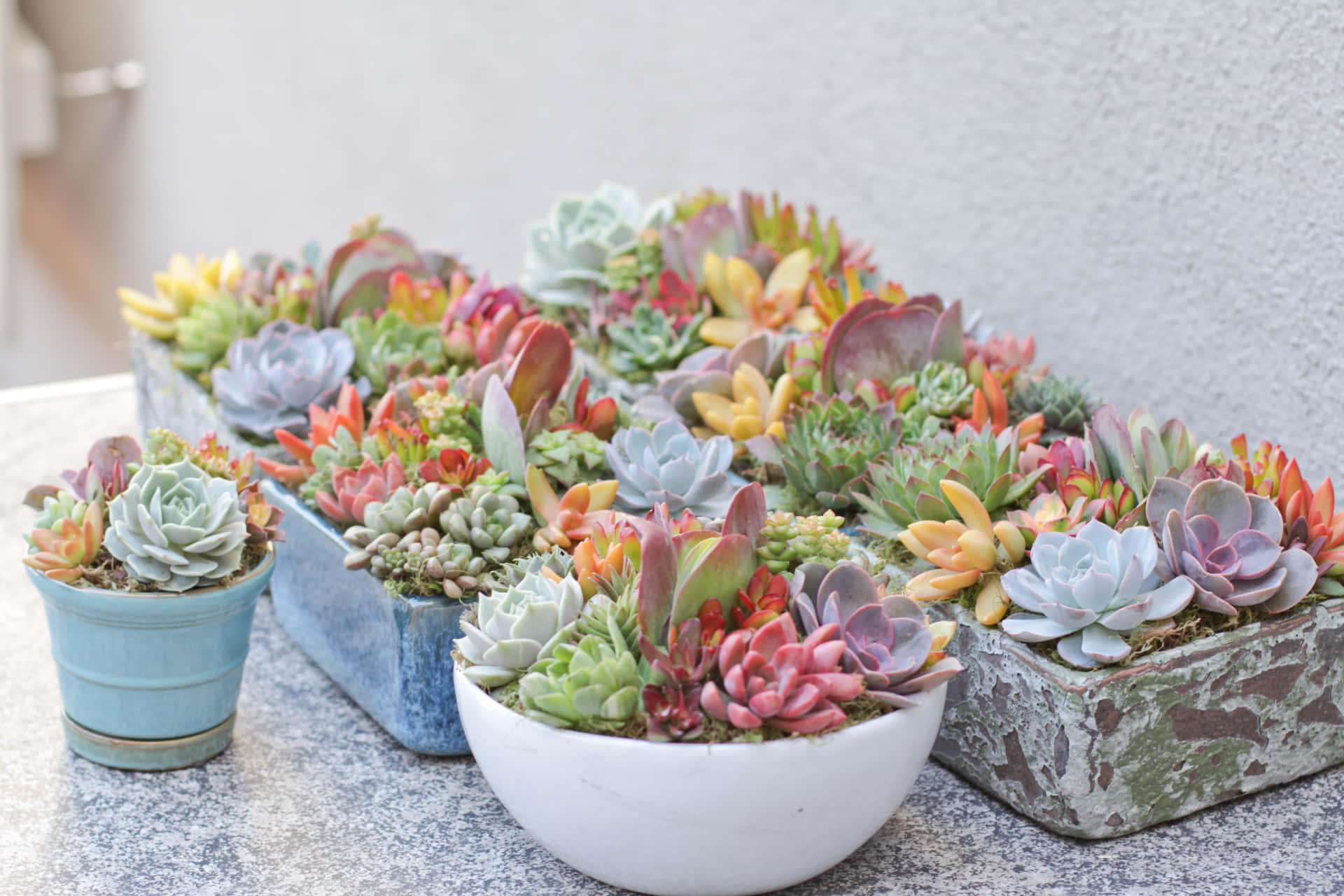 Potted Rock Succulent Picture