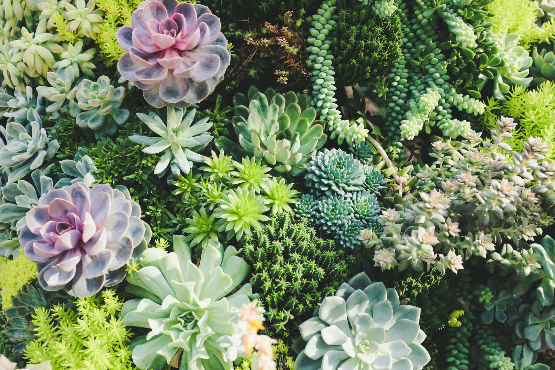 Succulent Garden Desktop Wallpaper Picture