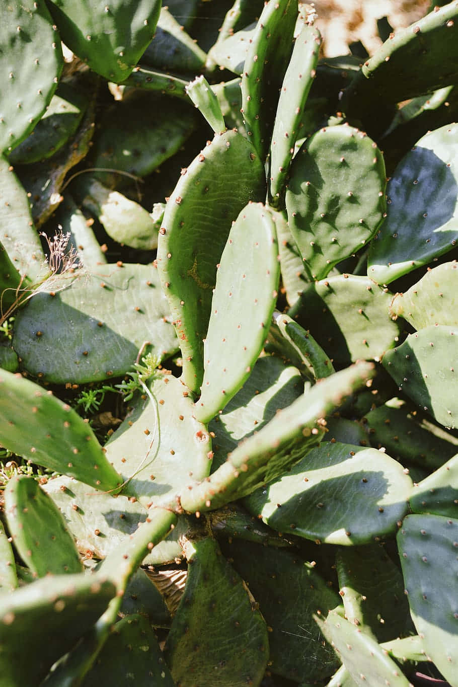 Succulent Green Prickly Pear Picture