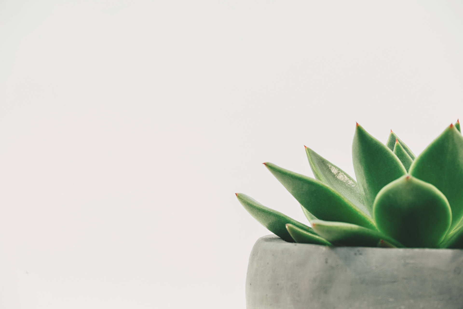 Succulent Plant In Green Minimalist Style Wallpaper