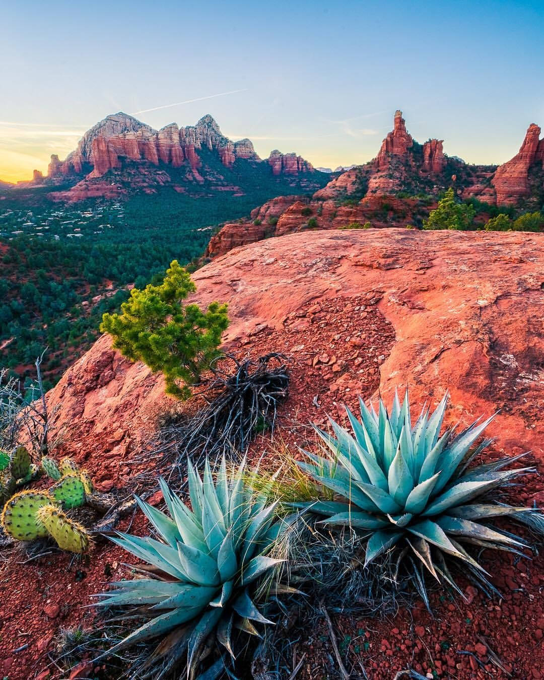 Succulents In Sonoran Desert Arizona Wallpaper