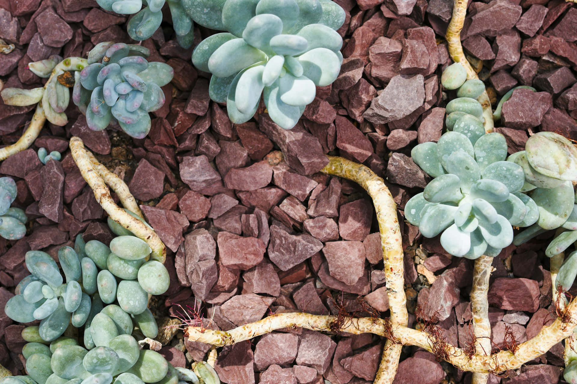 Succulentes Sur Éclats De Pierre Marron Fond d'écran