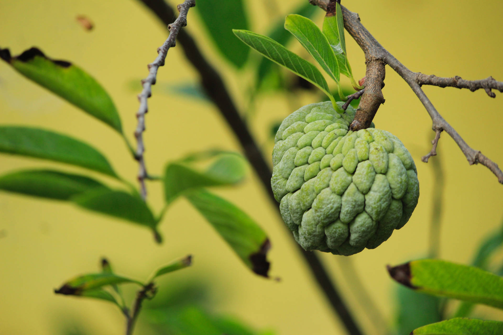 Sugar Apple Attached In A Branch Wallpaper