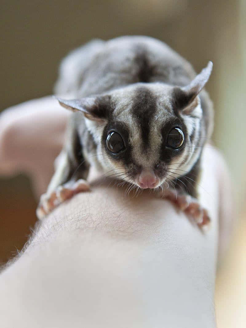 "Small and playful, the Sugar Glider is a marsupial with a striking appearance"