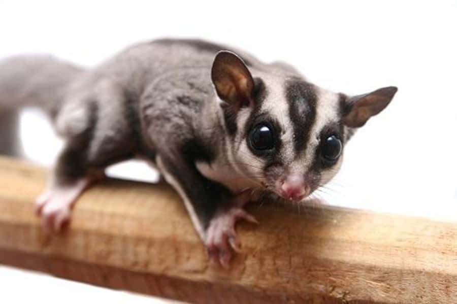 A sweet Sugar Glider looking for adventure