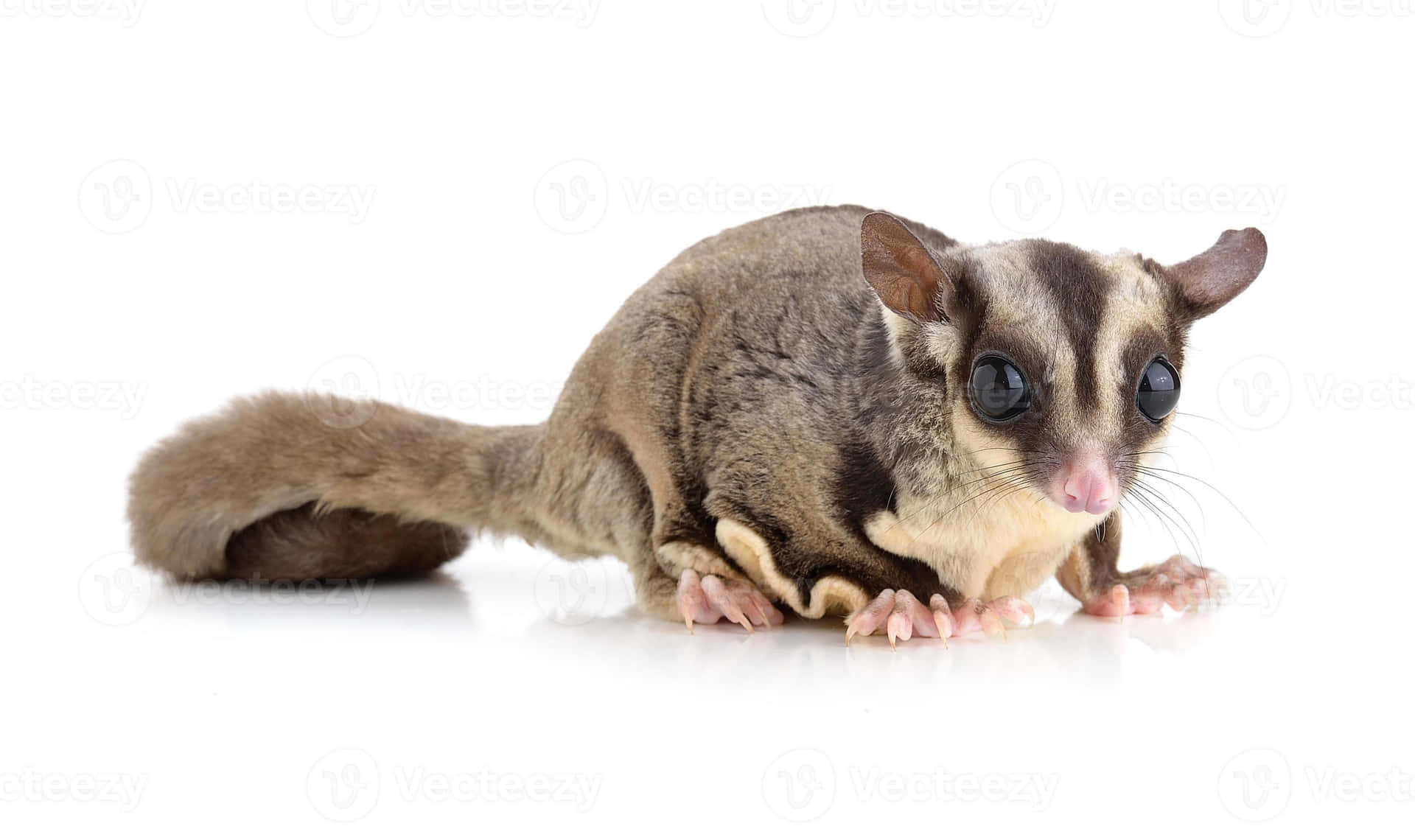 Soft, Fur Covered Marsupial That Thrives in High Trees