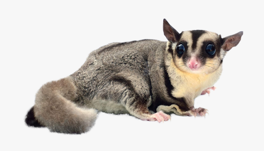 Up Close and Personal with a Cuddly Sugar Glider