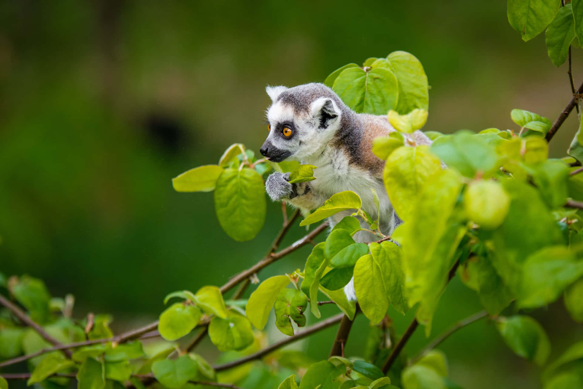 A vibrant Sugar Glider perched on a branch with colorful foliage